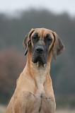 DOGUE ALLEMAND 746